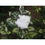 a flower which grows in the compound .JPG